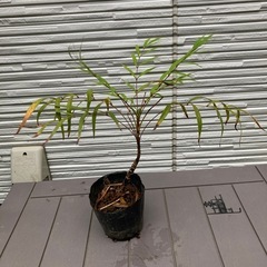 マホニアコンヒューサー