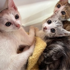 沖縄から来ます✈️生後２ヶ月の子猫3兄弟