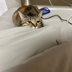 里親募集