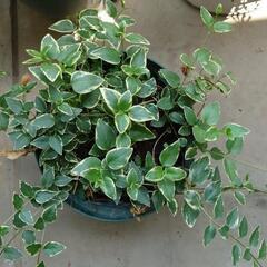 【観葉植物】ツルニチニチソウ　苗