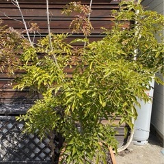 特化！！5月末までシマトネリコ約3メートル陶器植木鉢付き (青い