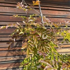 暮らしに便利なアイテム 特化！！5月末までシマトネリコ約3メートル陶器植木鉢付き (青い 常緑樹