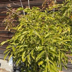 最安値‼️６月１０日まで販売　シマトネリコ　約3メートル　陶器植木鉢付きの画像