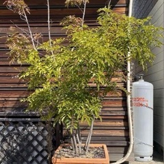 特化！！5月末まで　シマトネリコ　約3メートル　陶器植木鉢付き