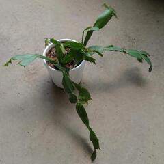 【観葉植物】カニサボテン（赤花）