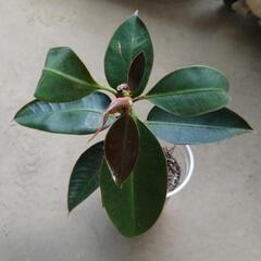 【観葉植物】ゴムの木
