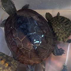 大きめなクサガメのメス