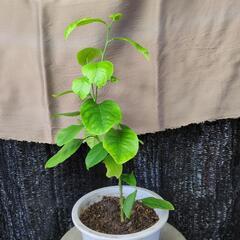 国産レモン木②の画像