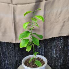 国産レモン木②