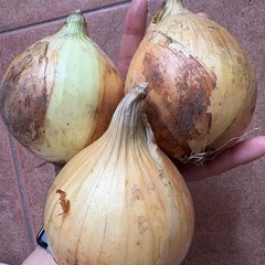 【終了しました】新玉ねぎ【野菜 】
