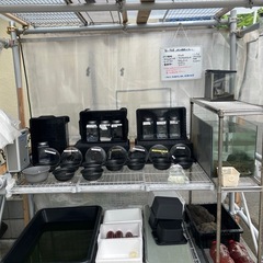 メダカ 無人販売 始めました✨