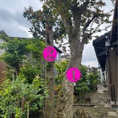 薪用庭木
