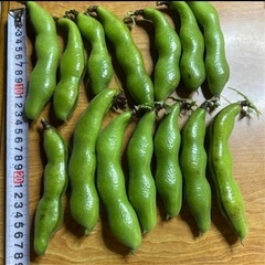 無農薬　そら豆　有機栽培　500g 300円