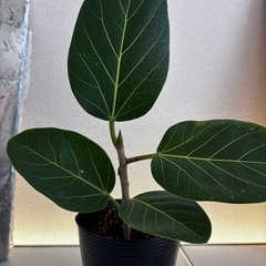 観葉植物　ベンガレンシス