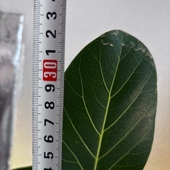 観葉植物　ベンガレンシスの画像