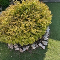 アベリア　5本　さし木にどうぞ