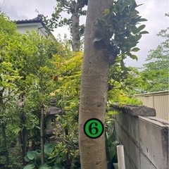 薪用庭木
