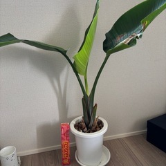 ストレチアオーガスタ