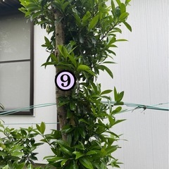 薪用庭木
