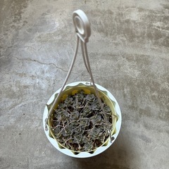    🔸子持ち蓮華