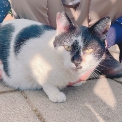 ♂猫、推定2歳～3歳