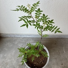    朝倉山椒  （鉢植え）の画像