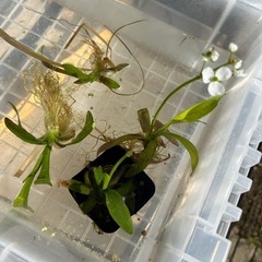 水草　ナガバオモダカ　2株の画像