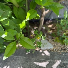 エルダーフラワーの画像