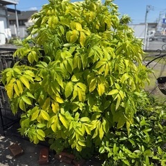エルダーフラワー