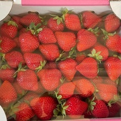 本日限定ゆうべにいちご  1kg以上入