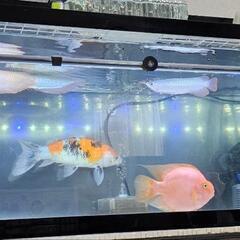 アクア引退品、熱帯魚など🐟