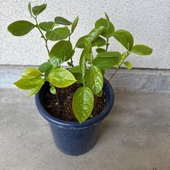 実生苗　蜂屋柿