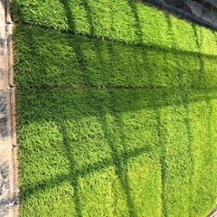 ひとめぼれ🌾苗　一箱300円😀日曜日に処分しますm(._.)m