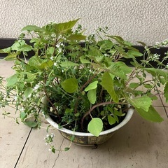 ハーブの寄植え