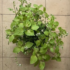 ハーブの寄植えの画像