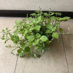 ハーブの寄植えの画像