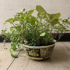 ハーブの寄植えの画像