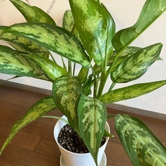 観葉植物 アグラオネマ 70cm