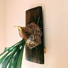 大株95㌢「ビカクシダ・ビフルカツム（Platycerium bifurcatum）の画像