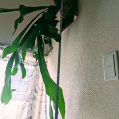 大株95㌢「ビカクシダ・ビフルカツム（Platycerium bifurcatum）の画像