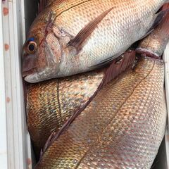 ボート保有 釣りメンバー募集