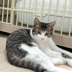 ９歳ぐらいのメス。