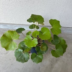 ツワブキ