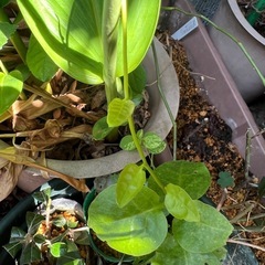 　お話中
おかわかめ挿し木苗