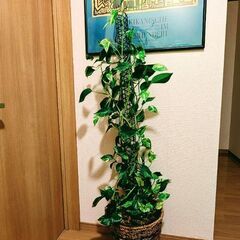 ポトス　斑入　3年物　全体150㌢　鉢から110㌢