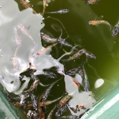 メダカ　月華　20匹
