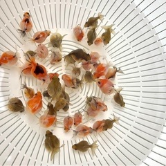 (金魚)ピンポンパール 1匹～