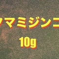 【増量キャンペーン】タマミジンコ 10g 