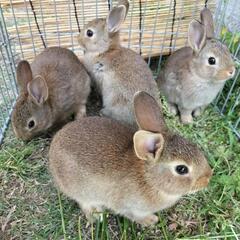 仔うさぎ　生後1ヶ月半