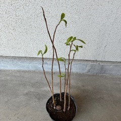 ポポー苗木
